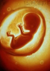 胎儿0一40周每周发育对照表